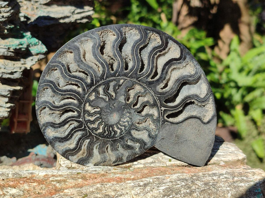 Polished Cabinet Size Black Cleoniceras Ammonite Calcite Fossil Half x 1 From Tulear, Madagascar