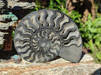 Polished Cabinet Size Black Cleoniceras Ammonite Calcite Fossil Half x 1 From Tulear, Madagascar