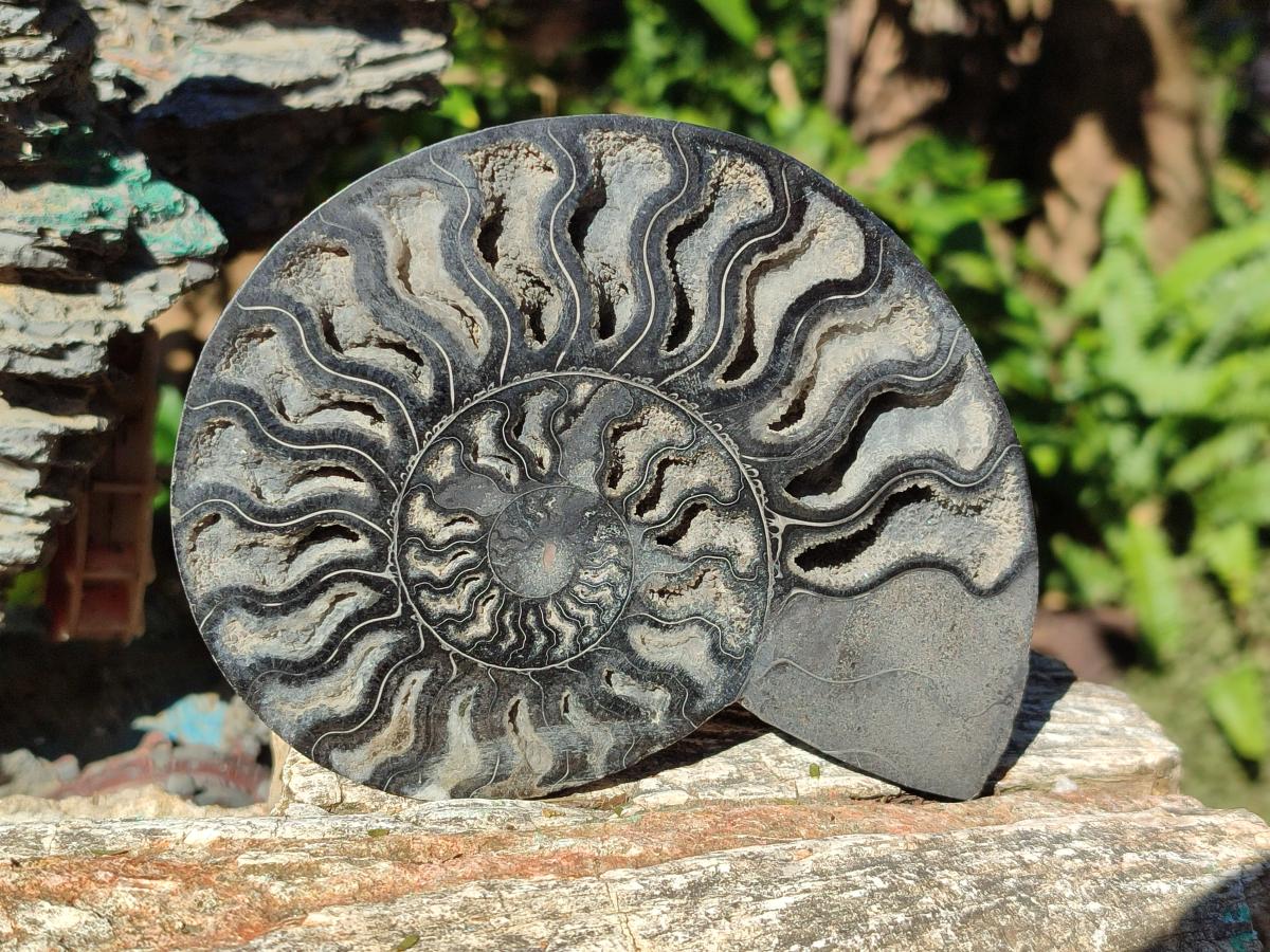 Polished Cabinet Size Black Cleoniceras Ammonite Calcite Fossil Half x 1 From Tulear, Madagascar