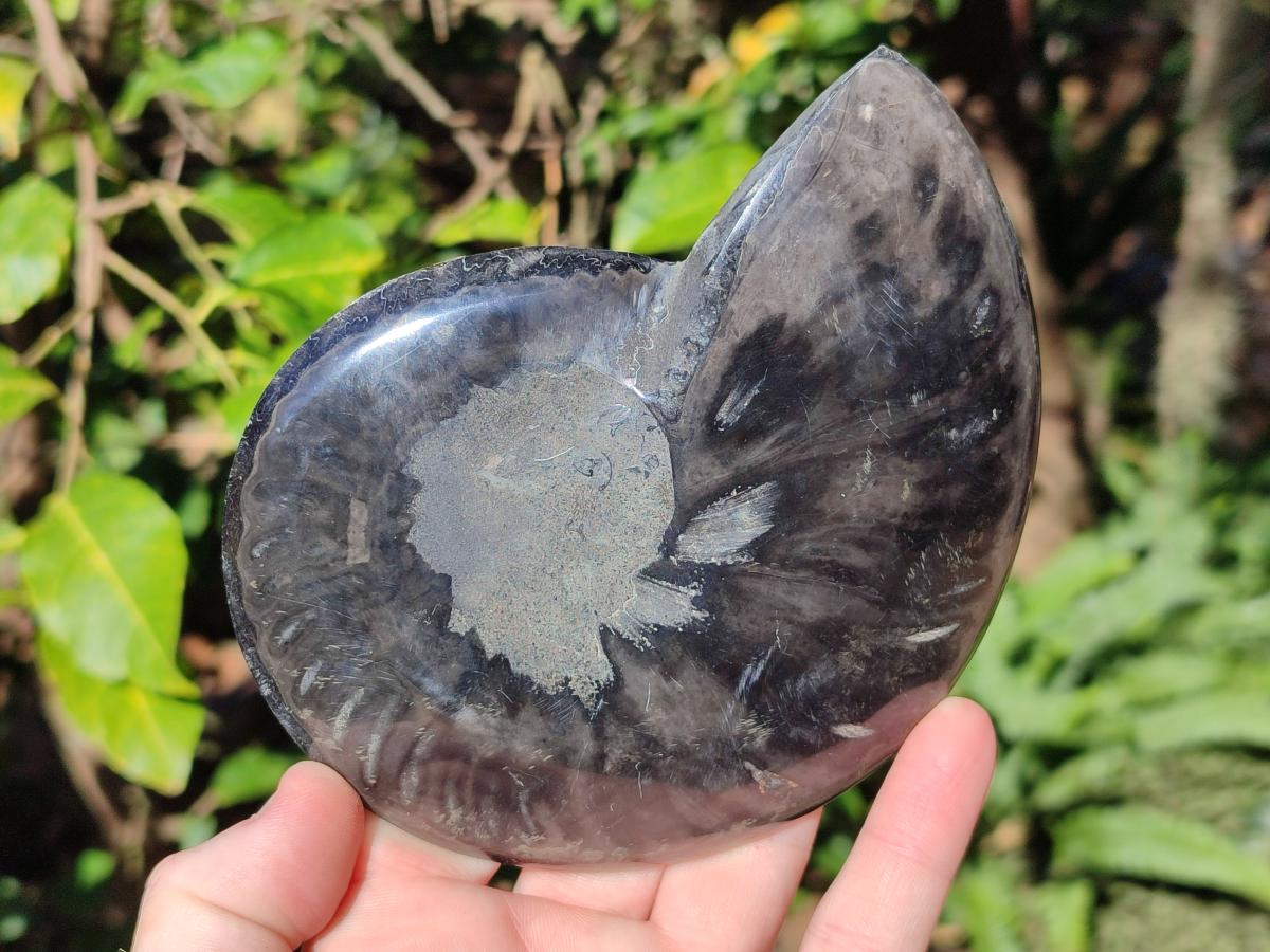 Polished Cabinet Size Black Cleoniceras Ammonite Calcite Fossil Half x 1 From Tulear, Madagascar