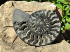 Polished Cabinet Size Black Cleoniceras Ammonite Calcite Fossil Half x 1 From Tulear, Madagascar