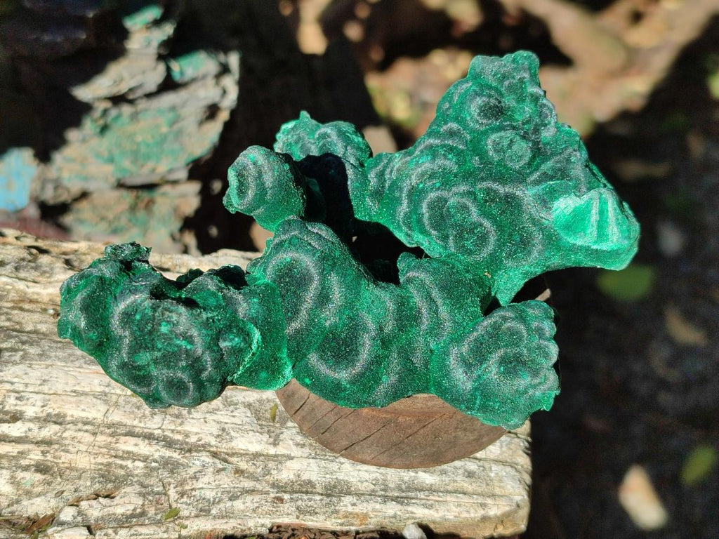 Natural Cabinet Size Silky Malachite Specimen x 1 From Kasompe, Congo