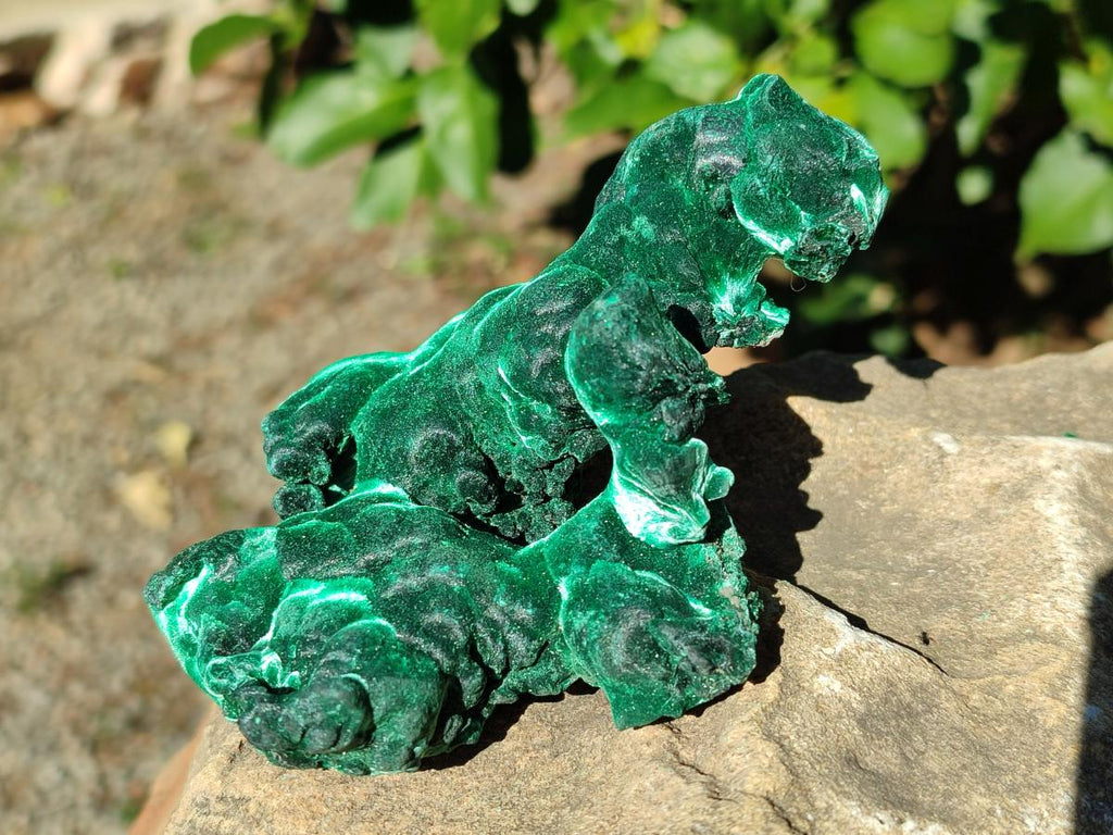 Natural Cabinet Size Silky Malachite Specimen x 1 From Kasompe, Congo