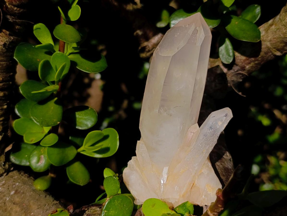 Natural Clear Quartz Crystal Cluster x 1 From Ambatofinandrahana, Madagascar