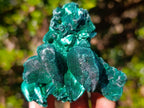 Natural Cabinet Size Silky Malachite Specimen x 1 From Kasompe, Congo