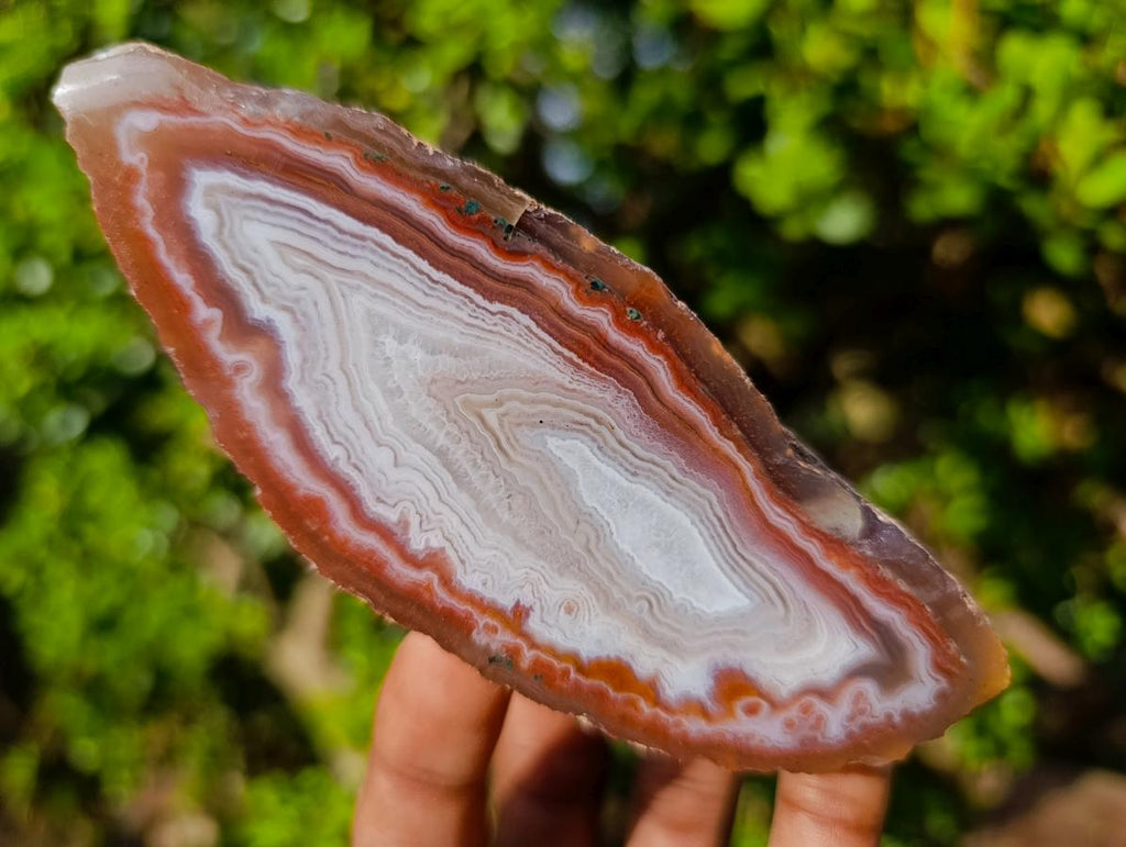 Polished One Side Identical Twin Pair of Red Shashe River Agate Nodules x 1 From Shashe River, Zimbabwe