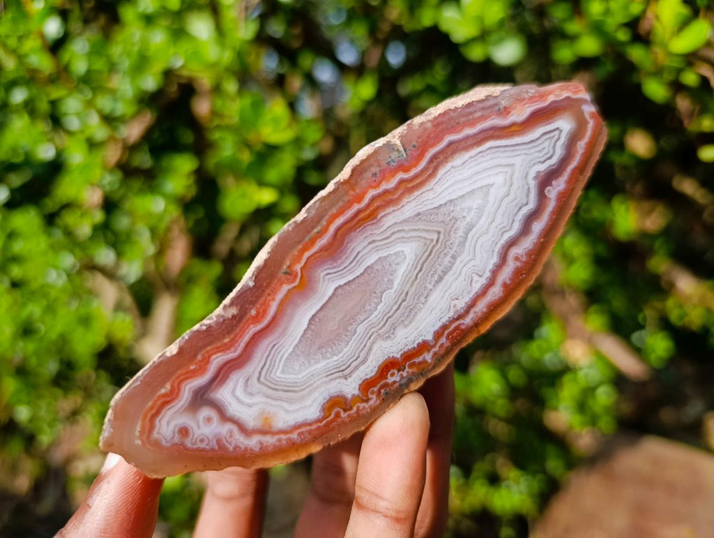 Polished One Side Identical Twin Pair of Red Shashe River Agate Nodules x 1 From Shashe River, Zimbabwe