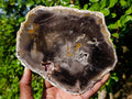 Polished Podocarpus Petrified Wood Slice x 1 From Mahajanga, Madagascar