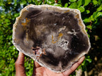 Polished Podocarpus Petrified Wood Slice x 1 From Mahajanga, Madagascar