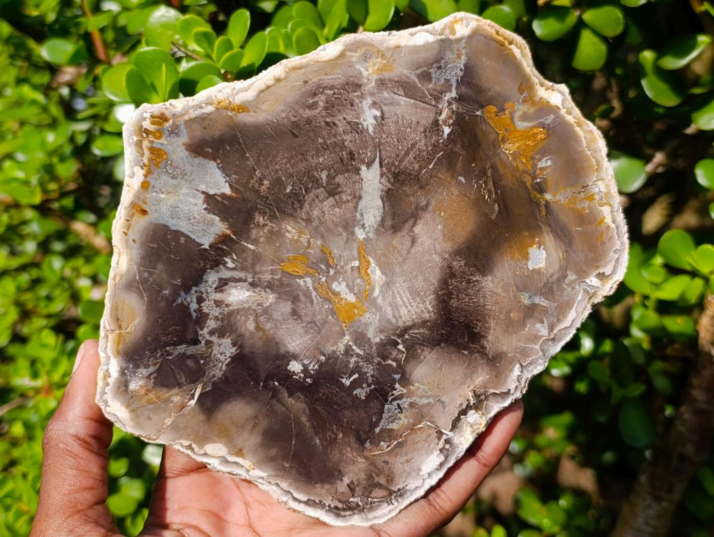 Polished Podocarpus Petrified Wood Slice x 1 From Mahajanga, Madagascar