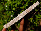 Polished Podocarpus Petrified Wood Slice x 1 From Mahajanga, Madagascar