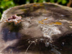 Polished Podocarpus Petrified Wood Slice x 1 From Mahajanga, Madagascar