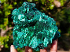 Natural Cabinet Size Silky Malachite Specimen x 1 From Kasompe, Congo