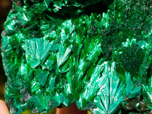 Natural Cabinet Size Silky Malachite Specimen x 1 From Kasompe, Congo