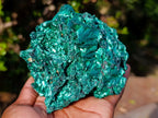 Natural Cabinet Size Silky Malachite Specimen x 1 From Kasompe, Congo
