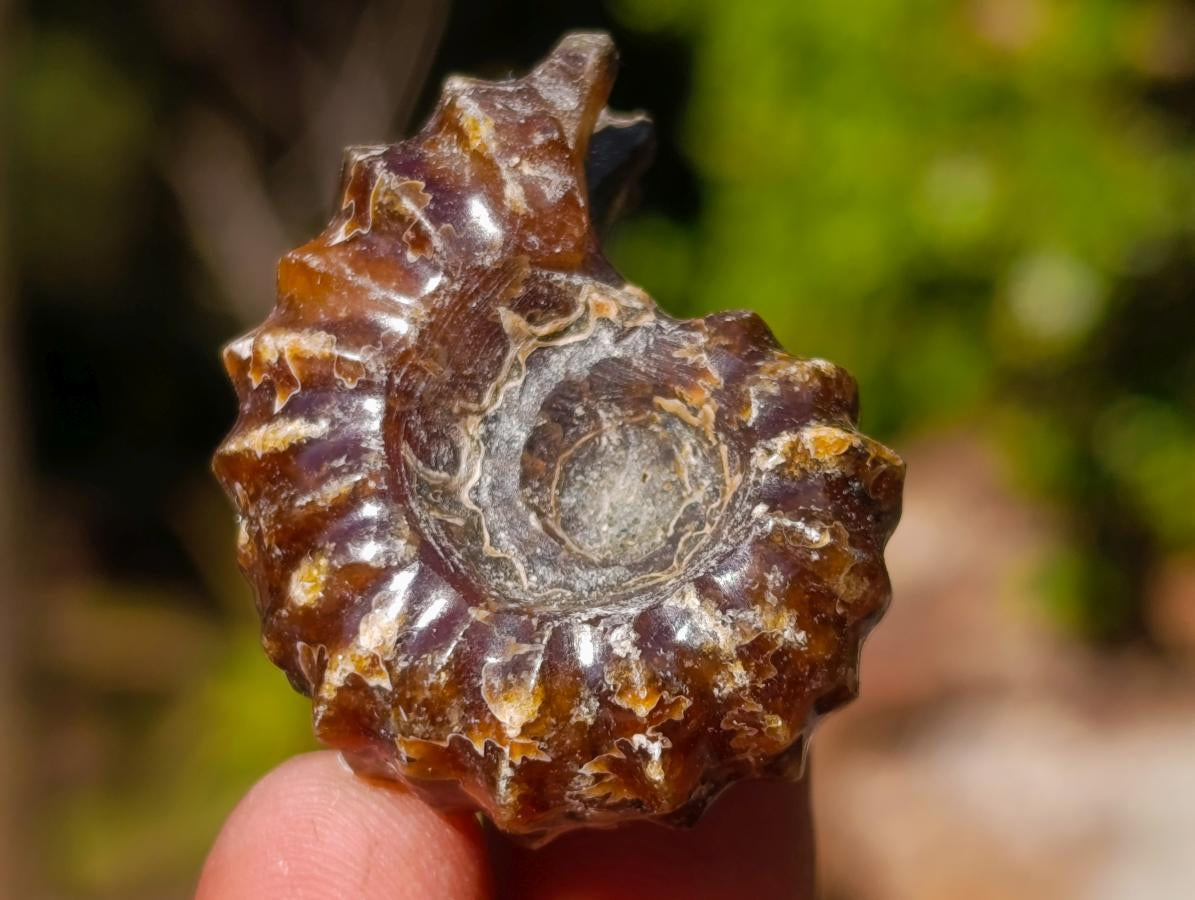 Natural Mix of African Minerals and Crystals Set of 20 x 1 From Southern Africa