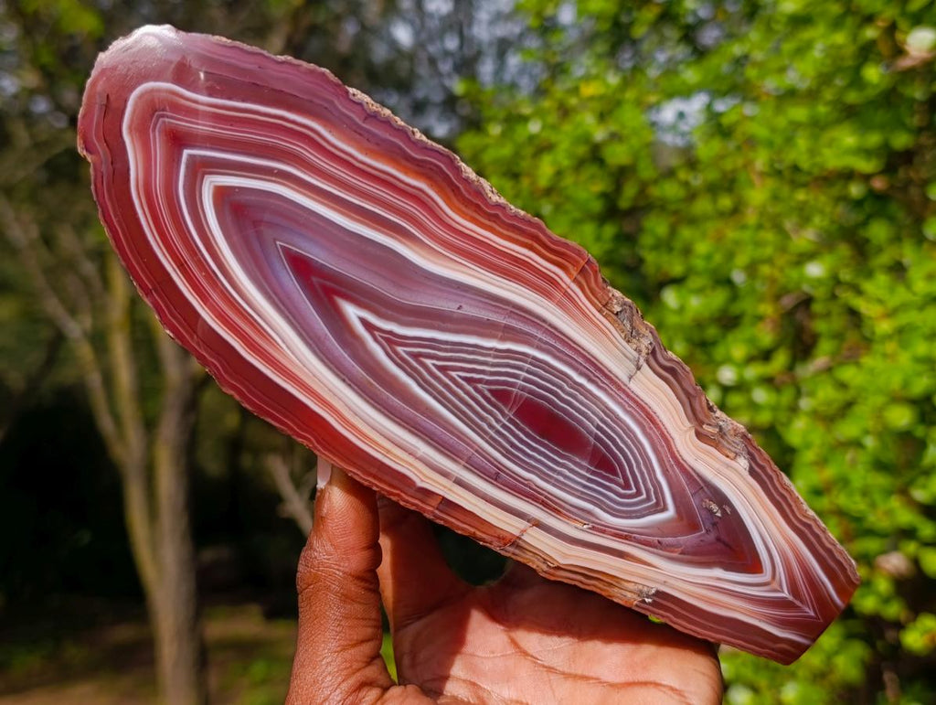Polished on One Side Large Red Sashe River Agate Nodule x 1 From Shashe River, Zimbabwe