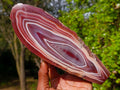 Polished on One Side Large Red Sashe River Agate Nodule x 1 From Shashe River, Zimbabwe