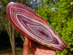 Polished on One Side Large Red Sashe River Agate Nodule x 1 From Shashe River, Zimbabwe