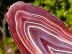 Polished on One Side Large Red Sashe River Agate Nodule x 1 From Shashe River, Zimbabwe