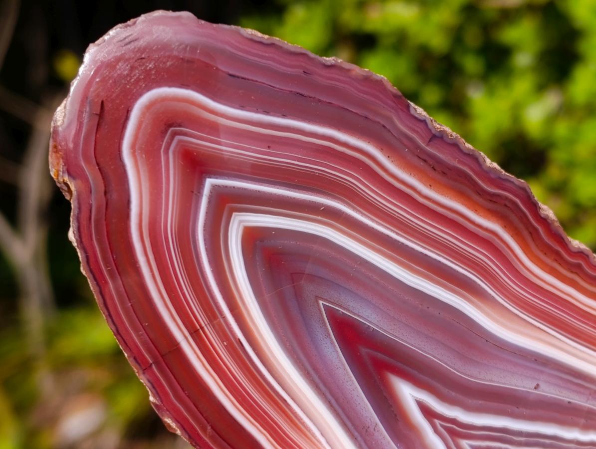Polished on One Side Large Red Sashe River Agate Nodule x 1 From Shashe River, Zimbabwe