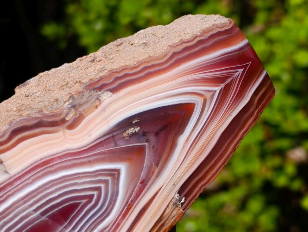 Polished on One Side Large Red Sashe River Agate Nodule x 1 From Shashe River, Zimbabwe