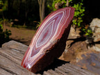 Polished on One Side Large Red Sashe River Agate Nodule x 1 From Shashe River, Zimbabwe