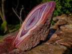 Polished on One Side Large Red Sashe River Agate Nodule x 1 From Shashe River, Zimbabwe