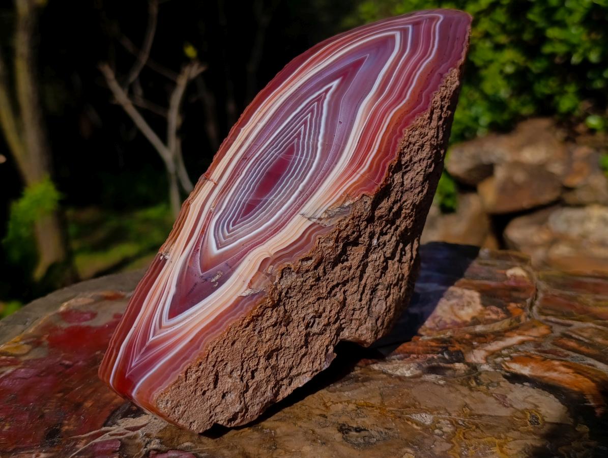 Polished on One Side Large Red Sashe River Agate Nodule x 1 From Shashe River, Zimbabwe