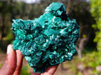 Natural Cabinet Size Silky Malachite Specimen x 1 From Kasompe, Congo