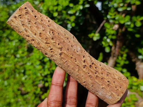 Polished One Side Dadoxylon Petrified Wood Branch x 1 From Gokwe, Zimbabwe