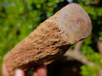 Polished One Side Dadoxylon Petrified Wood Branch x 1 From Gokwe, Zimbabwe