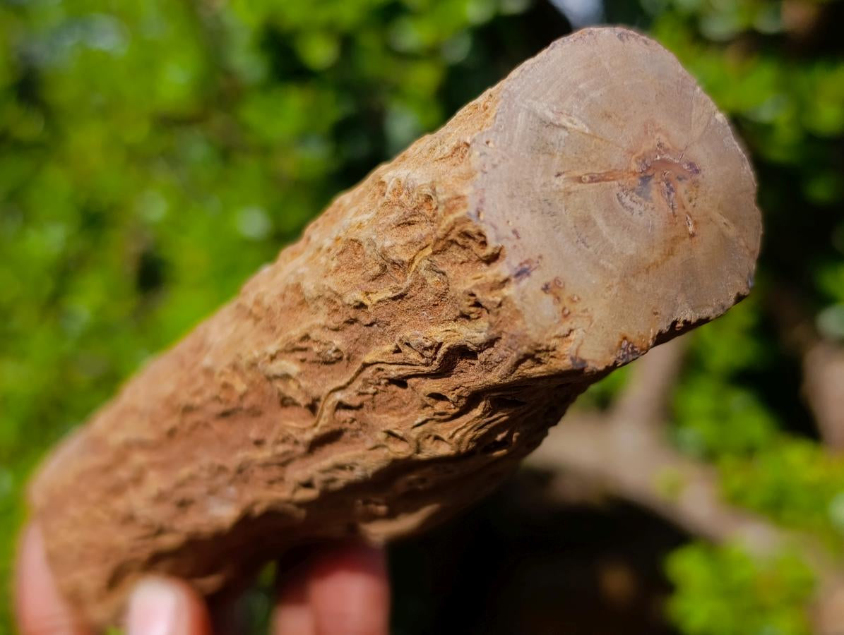 Polished One Side Dadoxylon Petrified Wood Branch x 1 From Gokwe, Zimbabwe