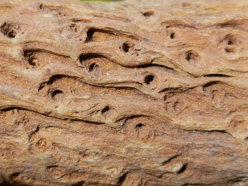 Polished One Side Dadoxylon Petrified Wood Branch x 1 From Gokwe, Zimbabwe