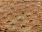 Polished One Side Dadoxylon Petrified Wood Branch x 1 From Gokwe, Zimbabwe