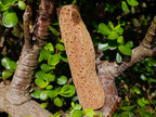 Polished One Side Dadoxylon Petrified Wood Branch x 1 From Gokwe, Zimbabwe