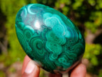 Polished Multi Ring Patterned Malachite Egg x 1 From Congo