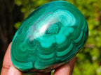 Polished Multi Ring Patterned Malachite Egg x 1 From Congo