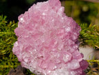Natural Cabinet Size Rare Cobaltoan Rhodocalcite Specimen x 1 From Mashamba West Mine, Congo