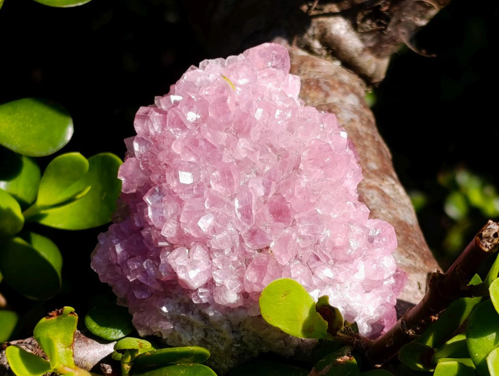 Natural Cabinet Size Rare Cobaltoan Rhodocalcite Specimen x 1 From Mashamba West Mine, Congo