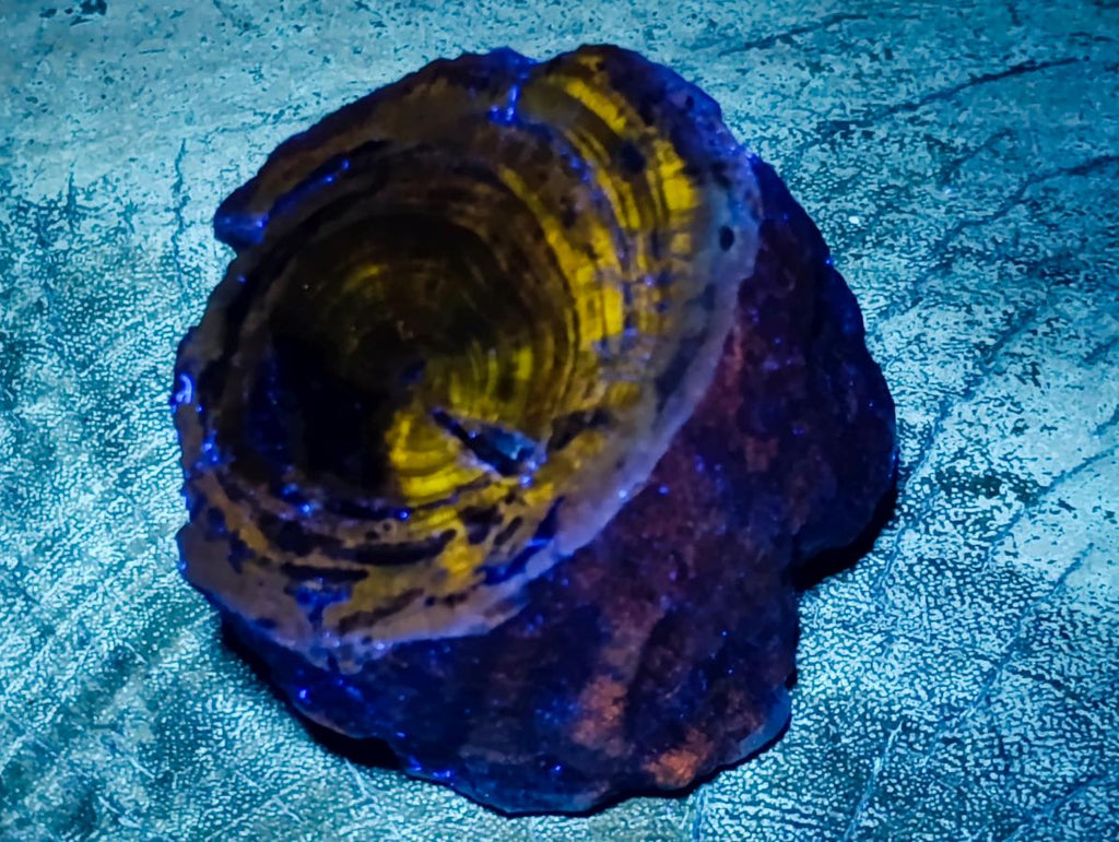 Polished One Side Dadoxylon Petrified Wood Branch x 1 From Gokwe, Zimbabwe