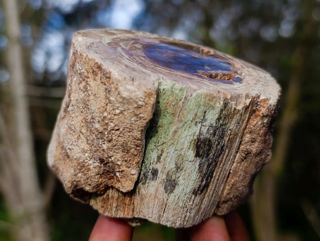 Polished One Side Dadoxylon Petrified Wood Branch x 1 From Gokwe, Zimbabwe