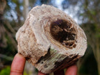 Polished One Side Dadoxylon Petrified Wood Branch x 1 From Gokwe, Zimbabwe