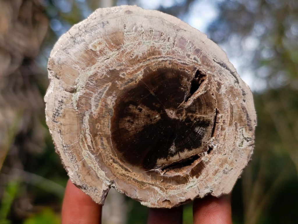 Polished One Side Dadoxylon Petrified Wood Branch x 1 From Gokwe, Zimbabwe