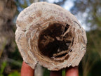 Polished One Side Dadoxylon Petrified Wood Branch x 1 From Gokwe, Zimbabwe