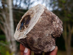 Polished One Side Dadoxylon Petrified Wood Branch x 1 From Gokwe, Zimbabwe