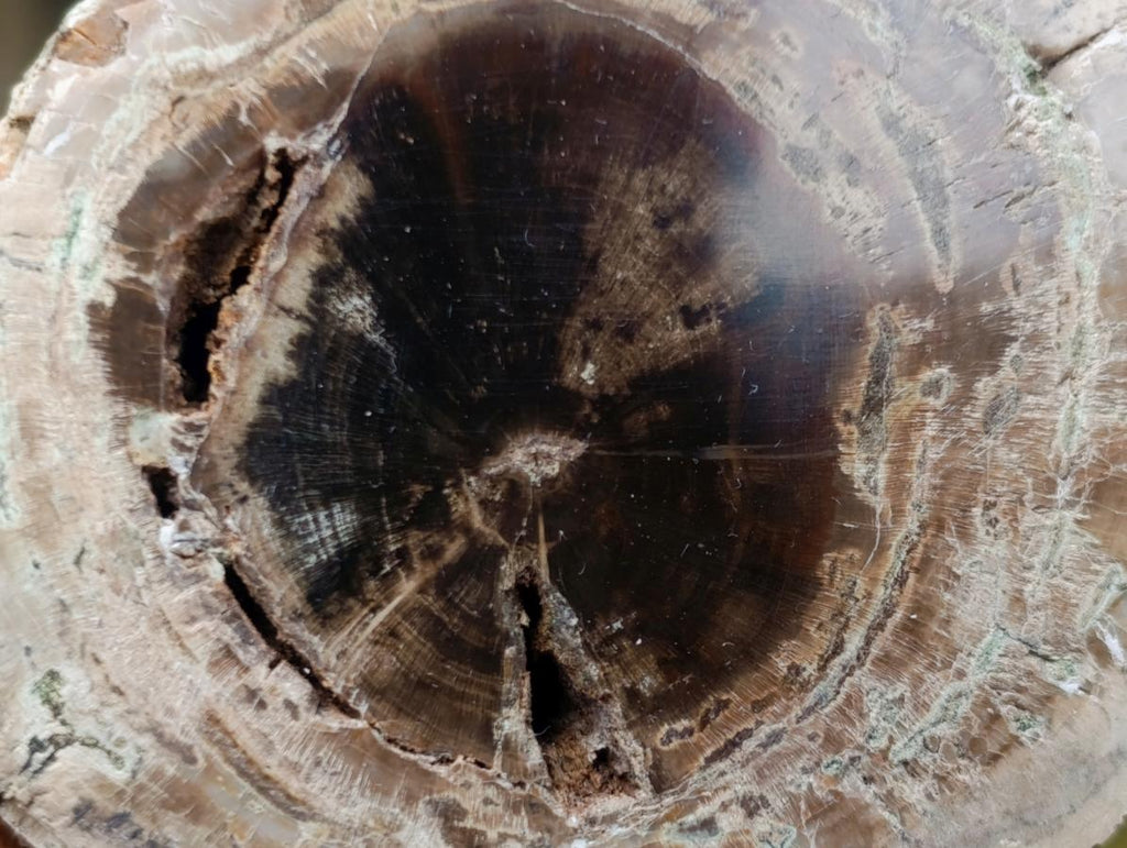 Polished One Side Dadoxylon Petrified Wood Branch x 1 From Gokwe, Zimbabwe