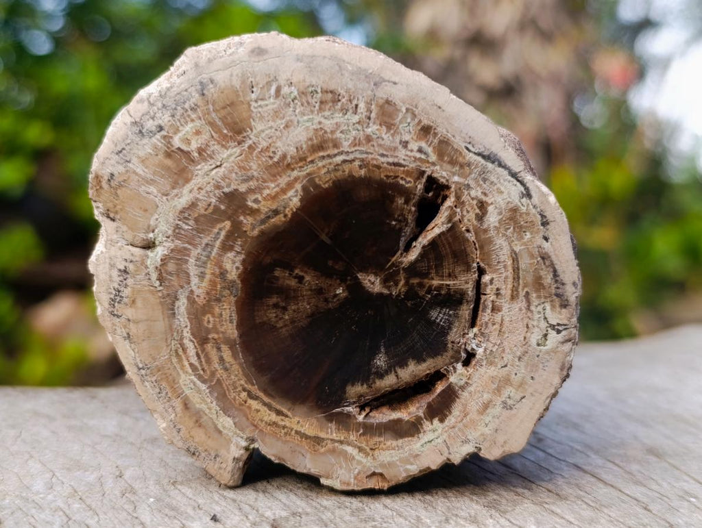 Polished One Side Dadoxylon Petrified Wood Branch x 1 From Gokwe, Zimbabwe