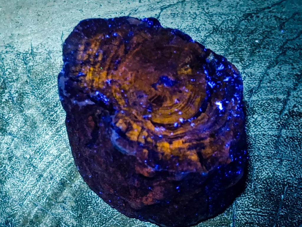 Polished One Side Dadoxylon Petrified Wood Branch x 1 From Gokwe, Zimbabwe
