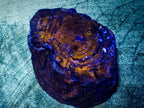Polished One Side Dadoxylon Petrified Wood Branch x 1 From Gokwe, Zimbabwe